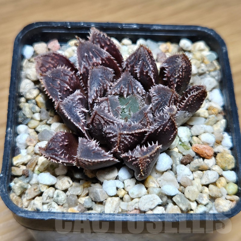 VVG12874 Haworthia 'Mirror Ball' x cooperi x 'Kegazato' - immagine 3