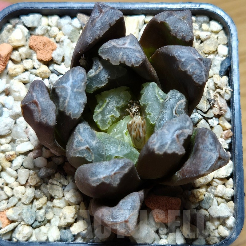 VVG12875 Haworthia maughanii x cooperi hybrid F2 - Image 2