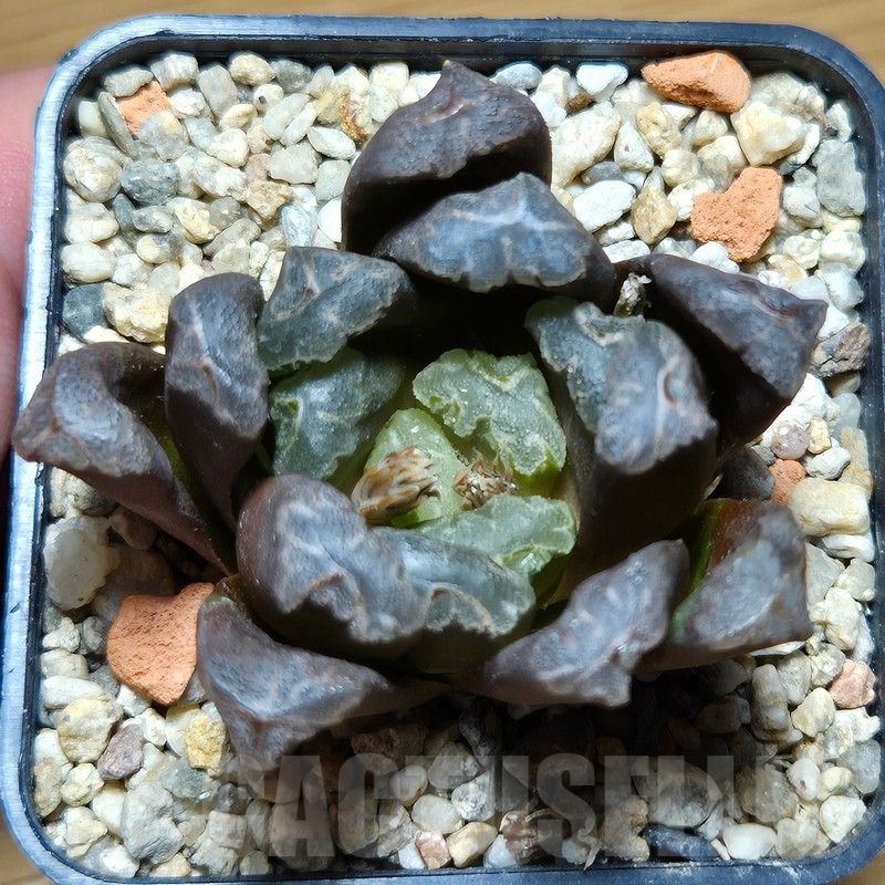 VVG12875 Haworthia maughanii x cooperi hybrid F2