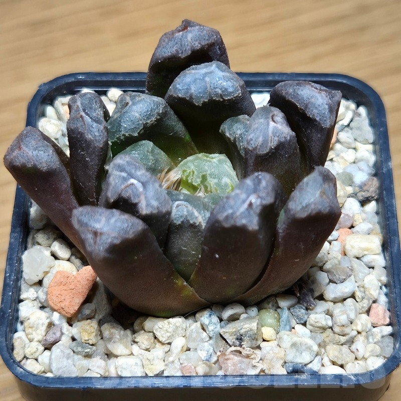 VVG12875 Haworthia maughanii x cooperi hybrid F2 - Image 3