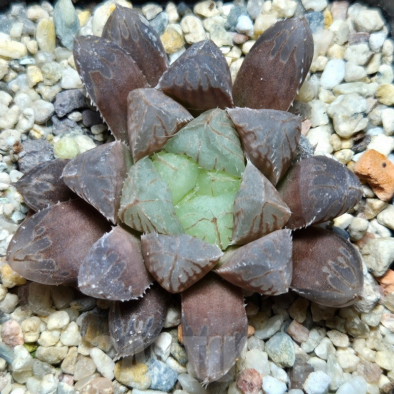 VVG12876 Haworthia 'Mirror Ball' x cooperi