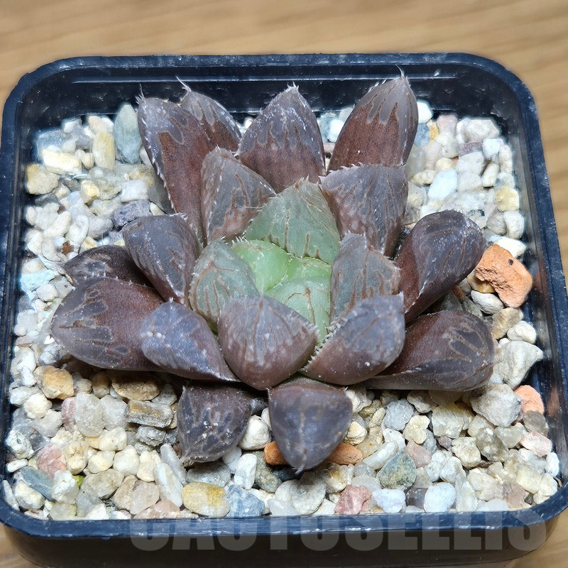 VVG12876 Haworthia 'Mirror Ball' x cooperi - Imagen 2