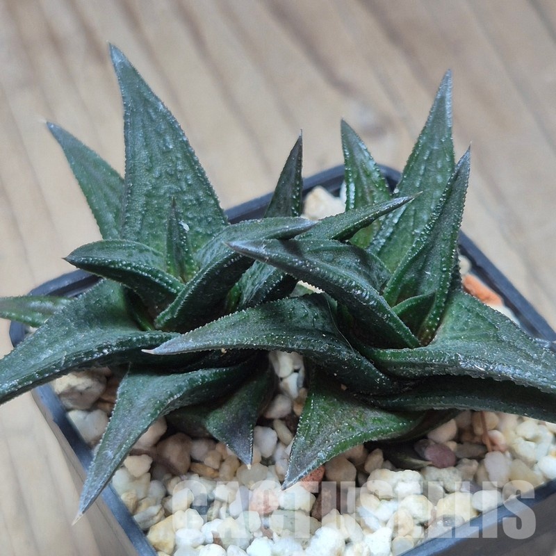 VVG12877 Haworthia nigra 2 plants