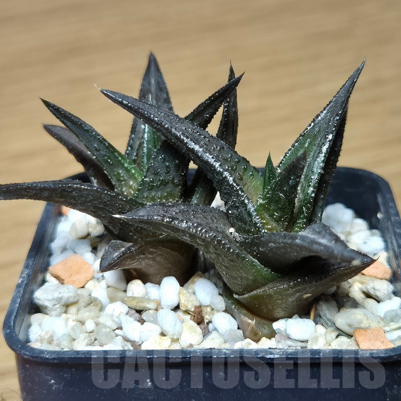 VVG12877 Haworthia nigra 2 plants