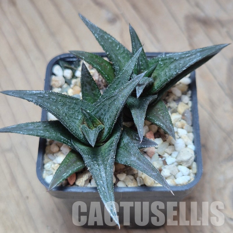 VVG12877 Haworthia nigra 2 plants – Bild 2