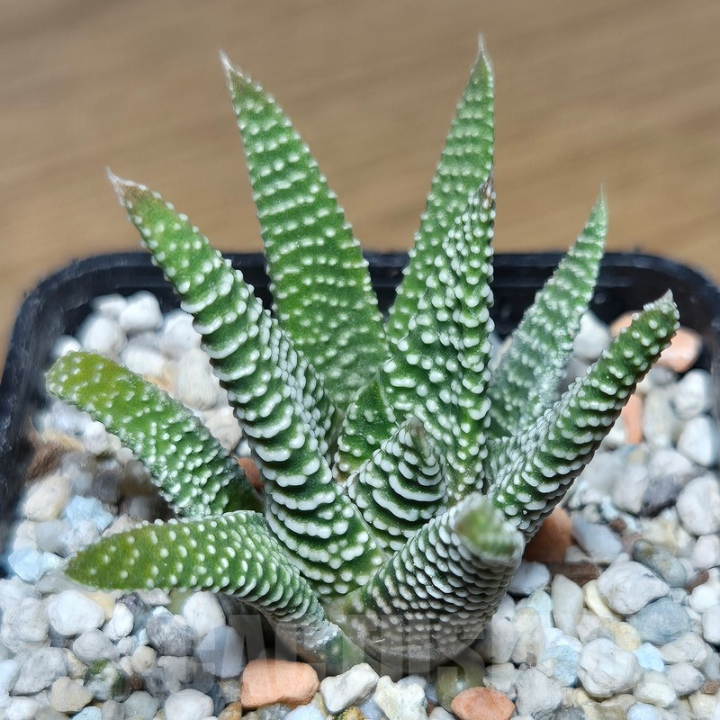 VVG12878 Haworthia minima -Bredasdorp-