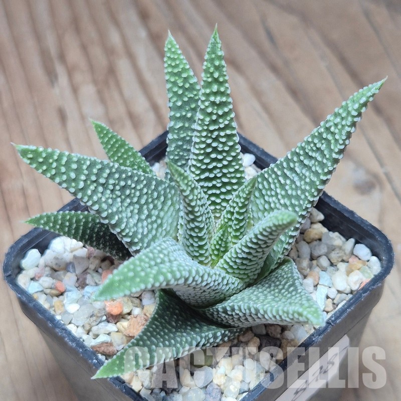 VVG12878 Haworthia minima -Bredasdorp-