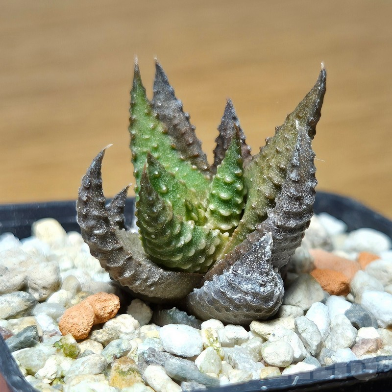 VVG12880 Haworthia scabra x limifolia - Imagen 2
