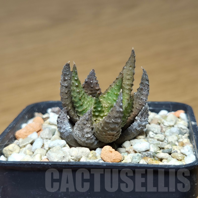 VVG12880 Haworthia scabra x limifolia - Imagen 3