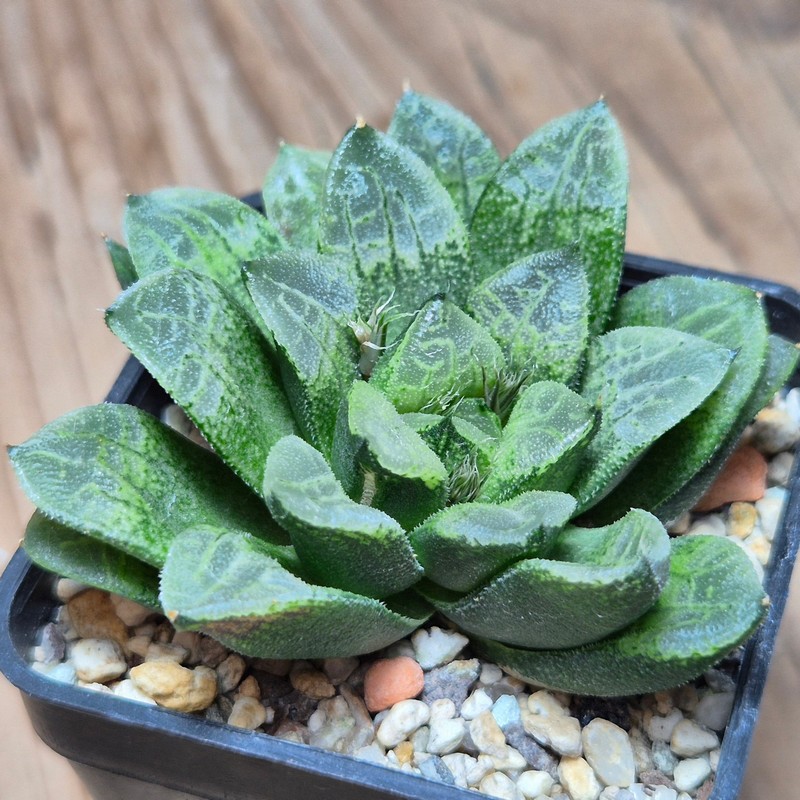 VVG12881 Haworthia schultiana x retusa x comptoniana clon1