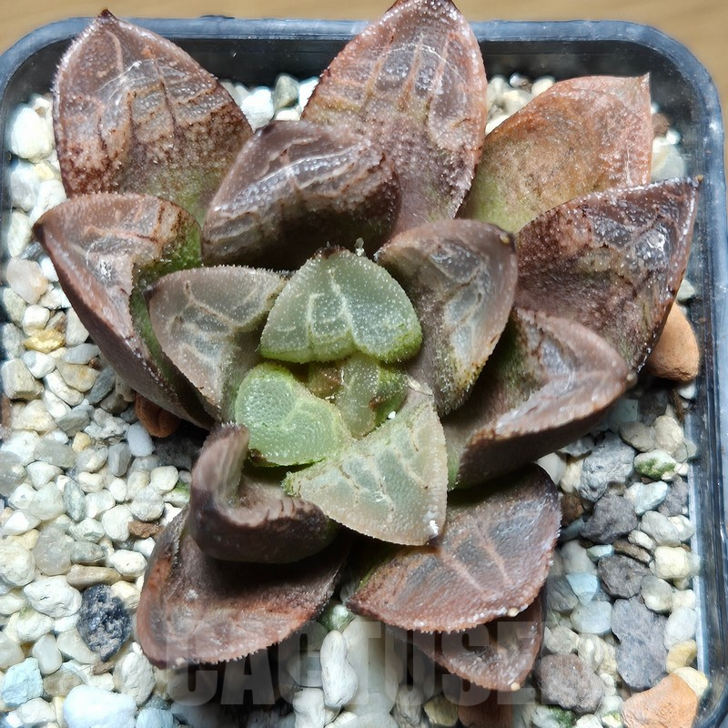 VVG12881 Haworthia schultiana x retusa x comptoniana clon1