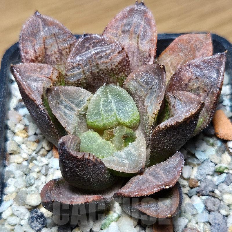 VVG12881 Haworthia schultiana x retusa x comptoniana clon1 - immagine 2