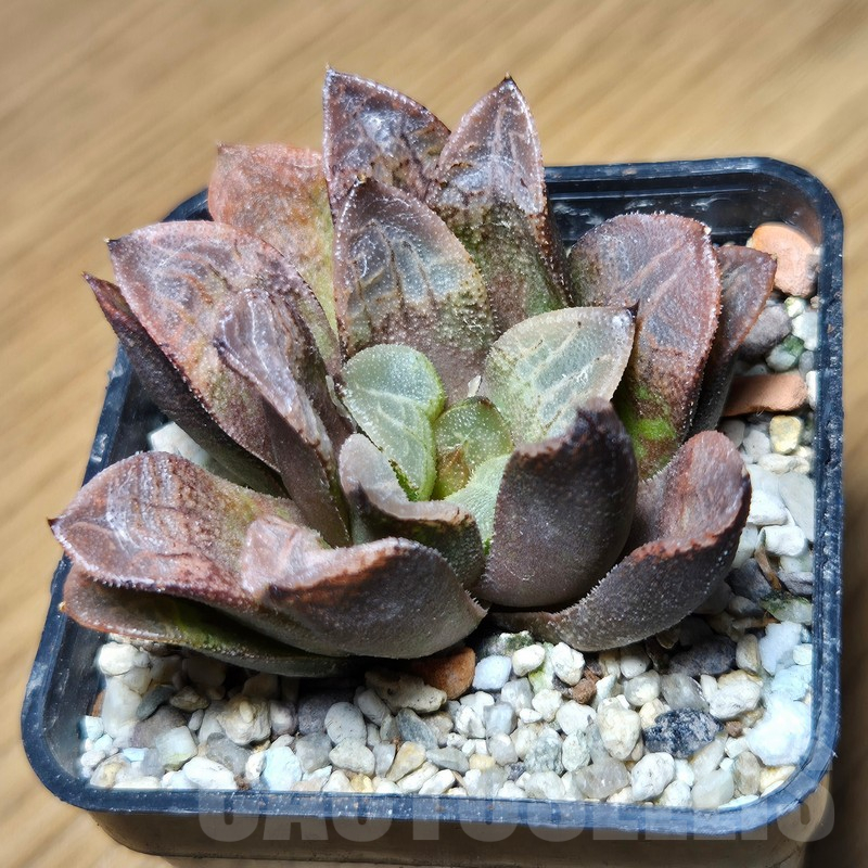VVG12881 Haworthia schultiana x retusa x comptoniana clon1 - immagine 3