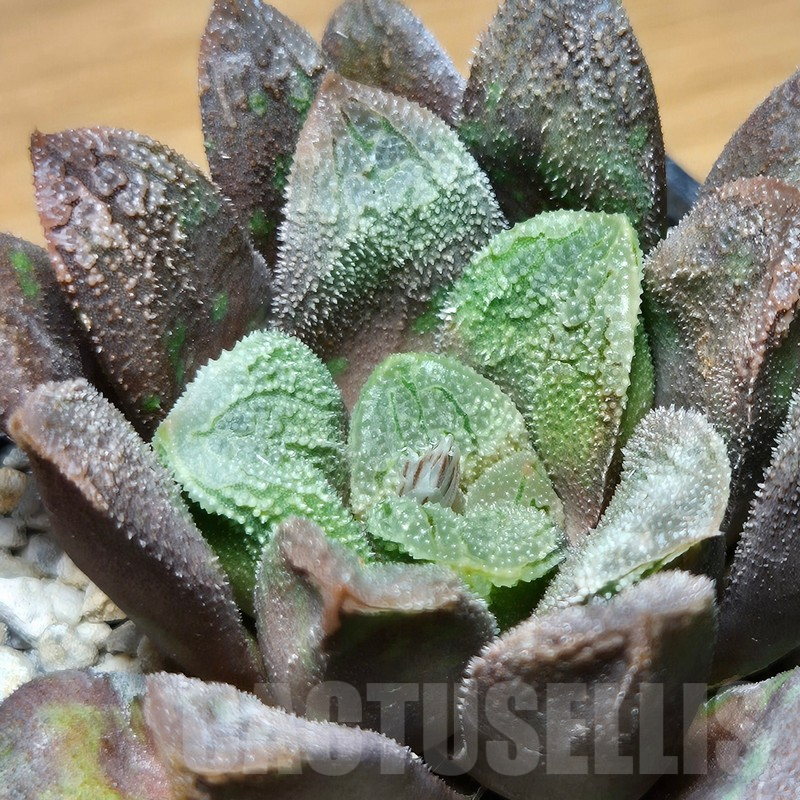 VVG12882 Haworthia schultiana x retusa x comptoniana x VVG30