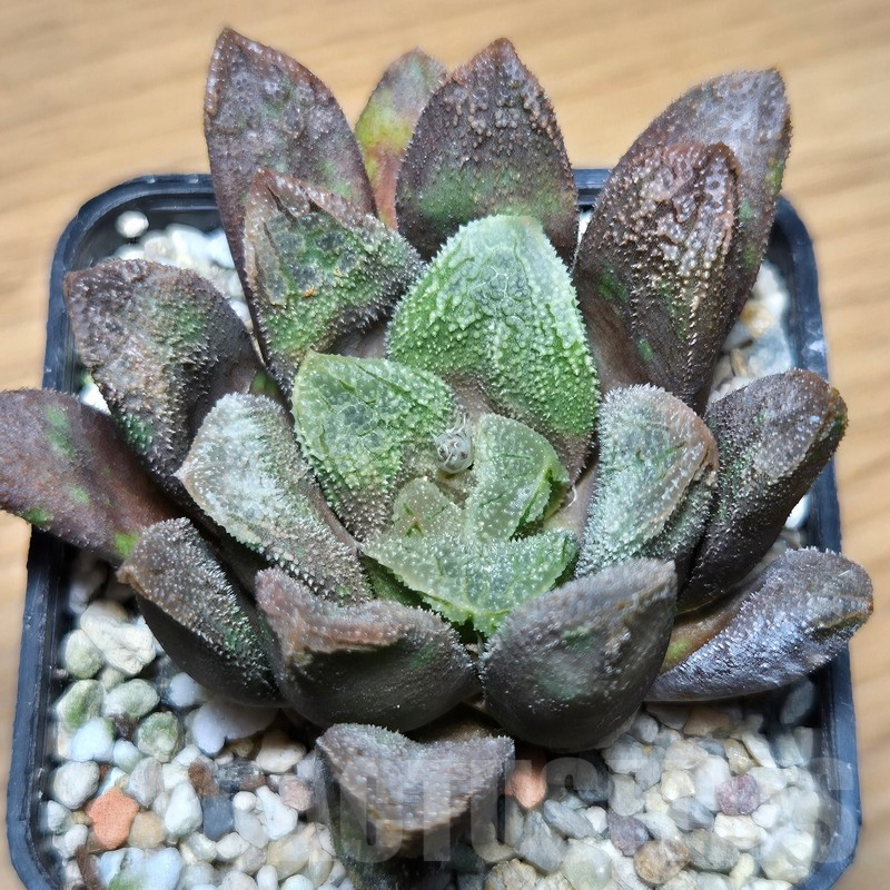 VVG12882 Haworthia schultiana x retusa x comptoniana x VVG30 - immagine 2