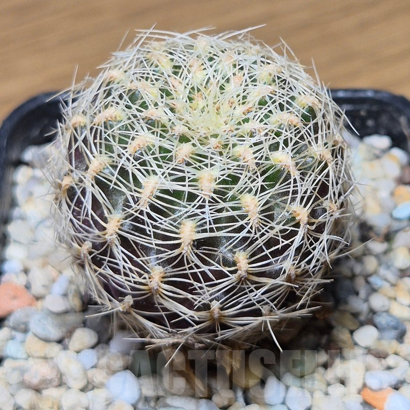 VVG12884 Sulcorebutia roberto-vasquezii