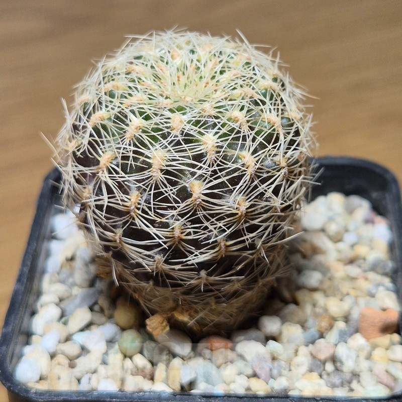 VVG12884 Sulcorebutia roberto-vasquezii - Image 2