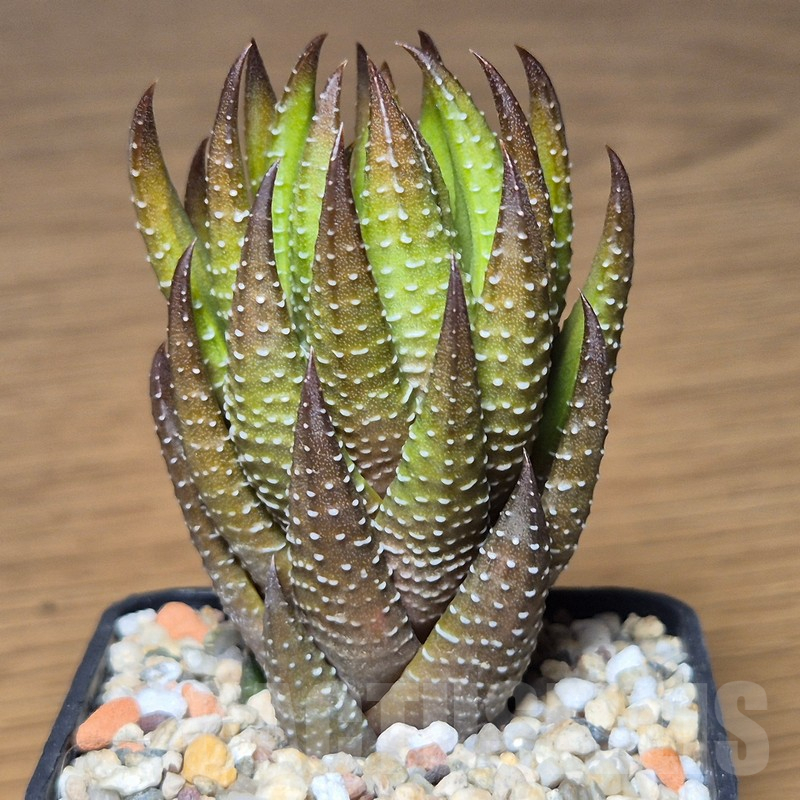 VVG13534 Haworthia coarctata -Kariega-
