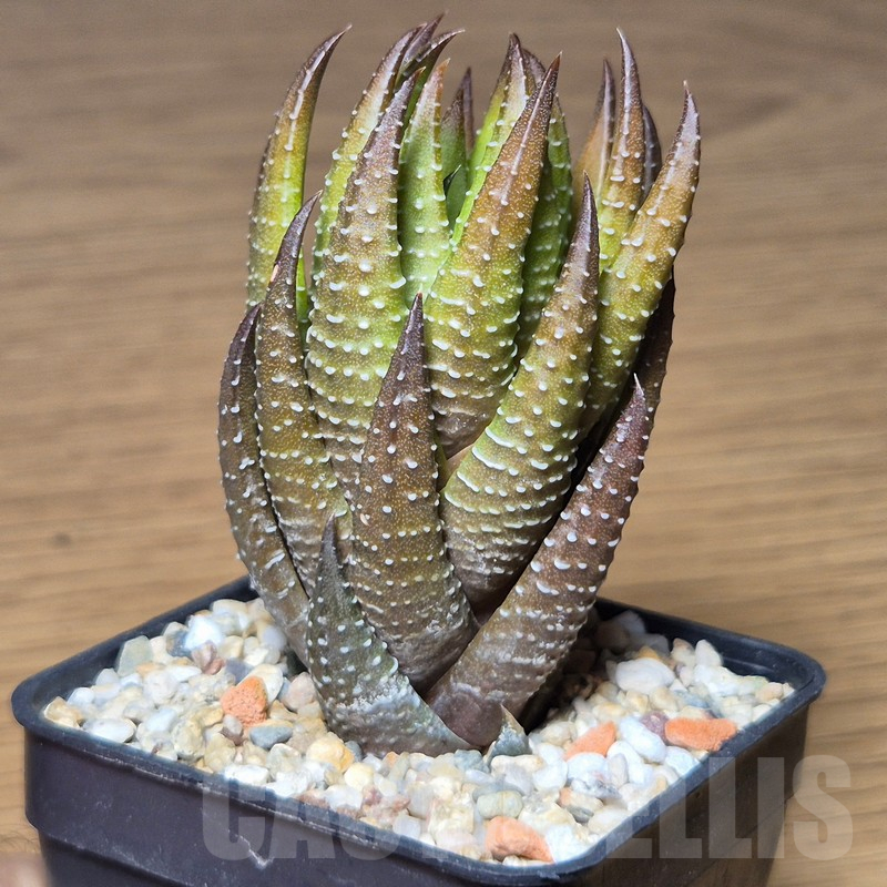 VVG13534 Haworthia coarctata -Kariega- - Image 2
