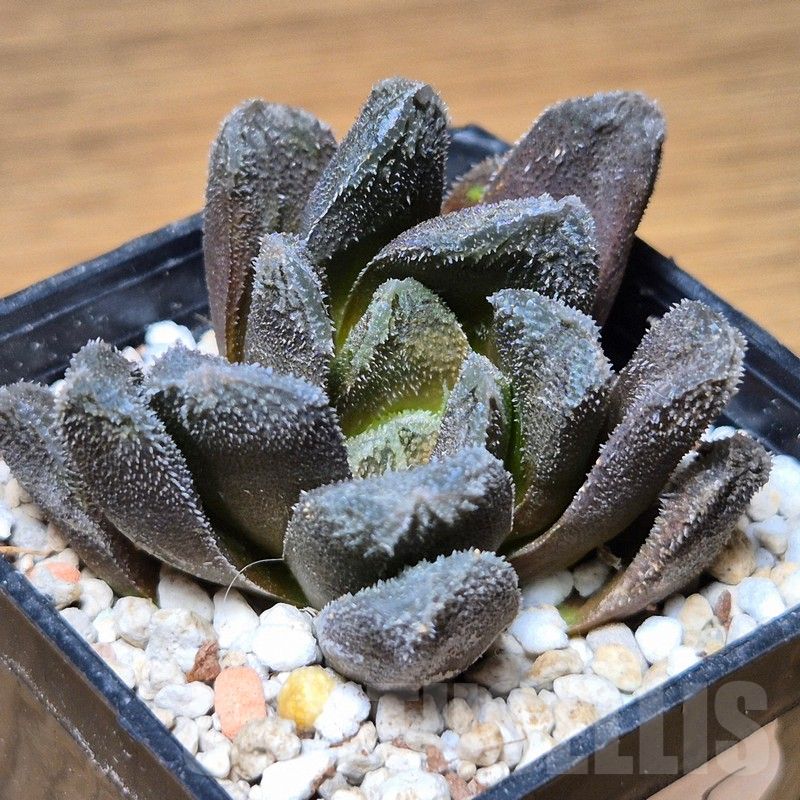 VVG13535 Haworthia 'Hakuteijyo' x 'Kegazato'