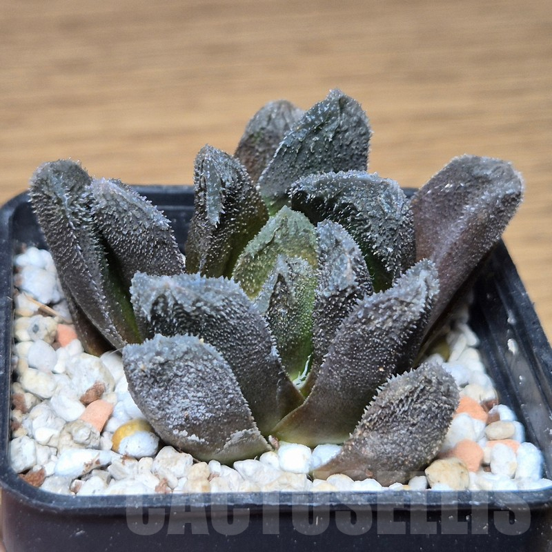 VVG13535 Haworthia 'Hakuteijyo' x 'Kegazato' - Obrázek 2