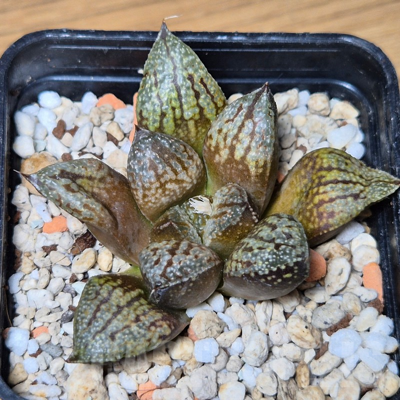 VVG13536 Haworthia picta hybrid - Obrázek 2
