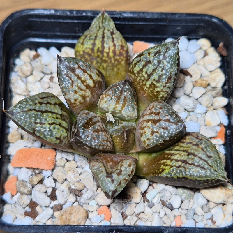 VVG13536 Haworthia picta hybrid