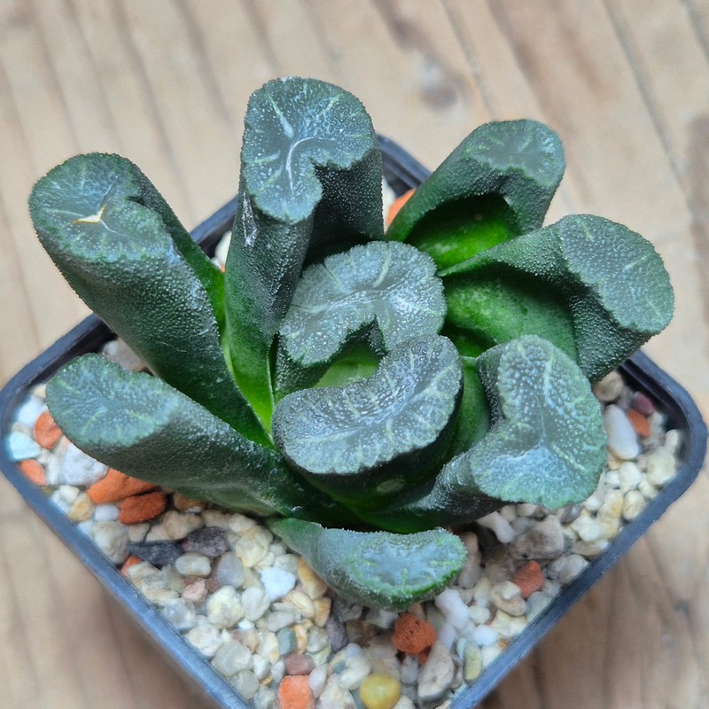 VVG13537 Haworthia maughanii  -Japan- seedling