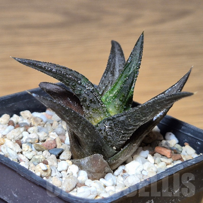 VVG13538 Haworthia nigra