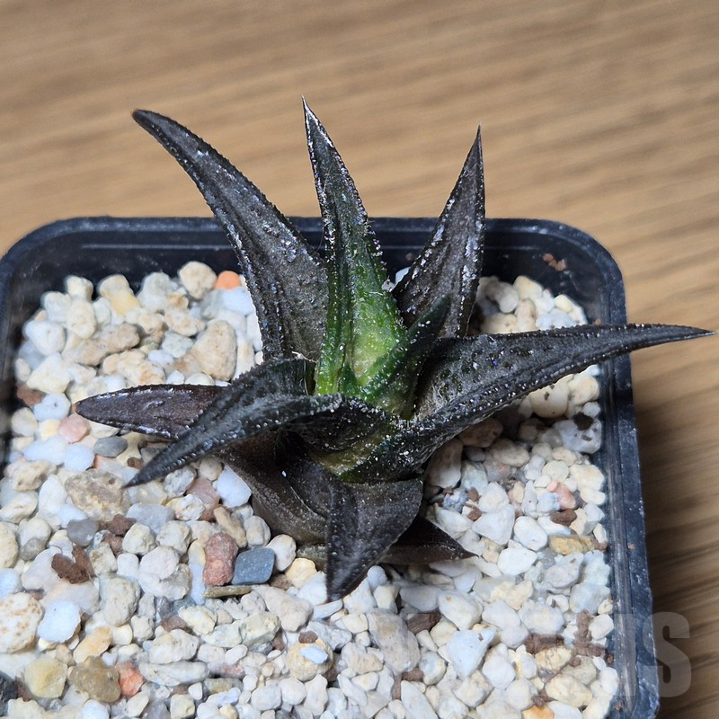 VVG13538 Haworthia nigra - immagine 2