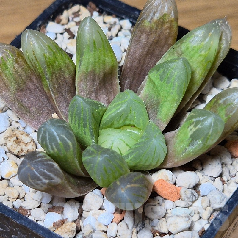 VVG13540 Haworthia cooperi v.dielsiana hybrid