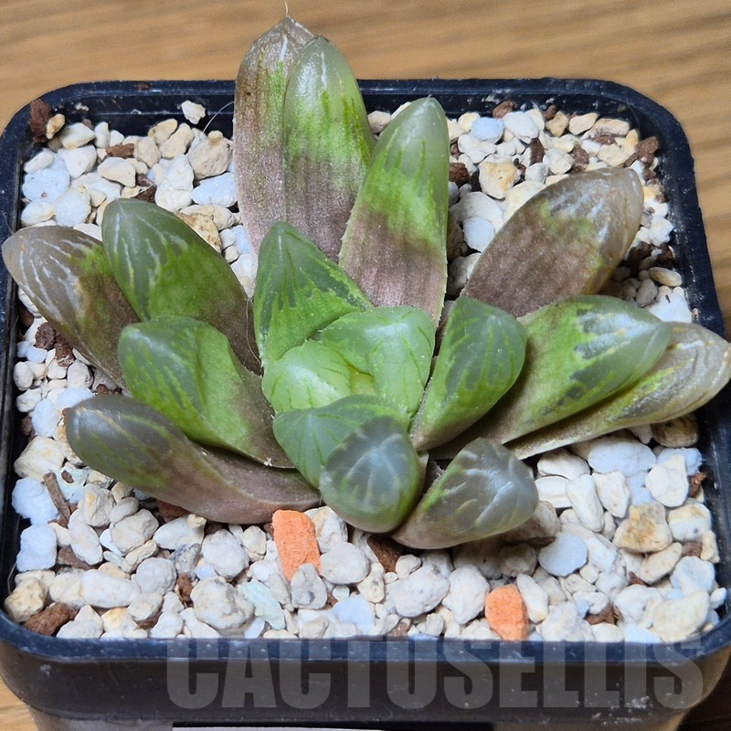 VVG13540 Haworthia cooperi v.dielsiana hybrid - Image 2