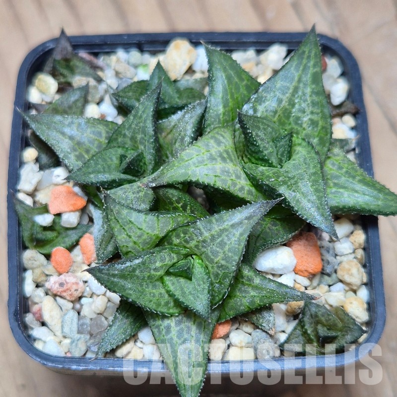 VVG13542 Haworthia coriacea x venosa clon 2
