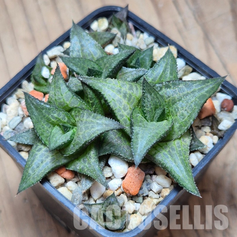 VVG13542 Haworthia coriacea x venosa clon 2 – Bild 2