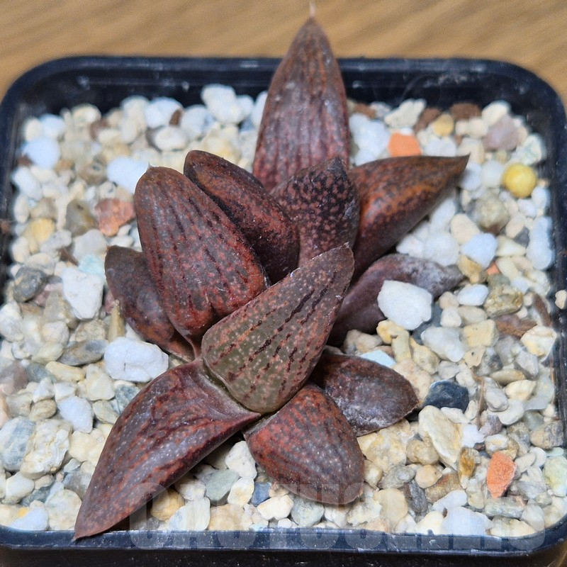 VVG13543 Haworthia picta hybrid