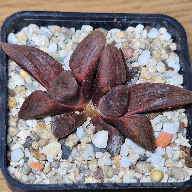 VVG13543 Haworthia picta hybrid - immagine 2