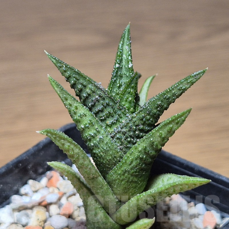 VVG13546 Haworthia nigra