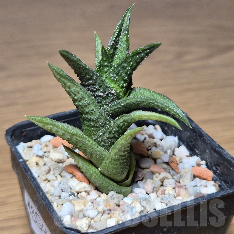 VVG13546 Haworthia nigra - Image 2