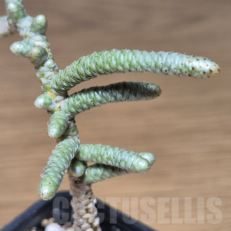 VVG13550 Avonia albissima