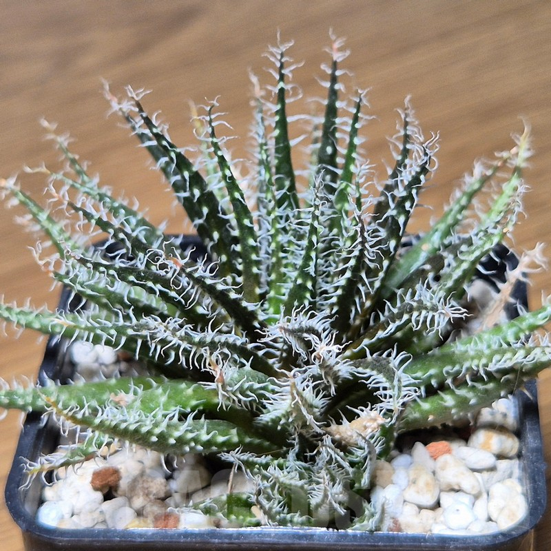 VVG13551 Aloe haworthioides
