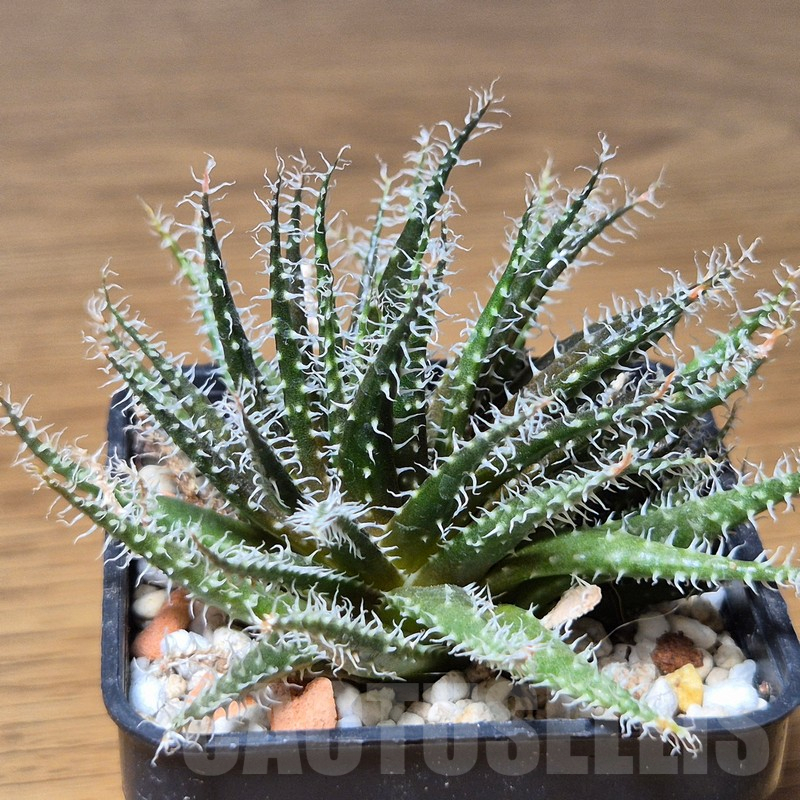 VVG13551 Aloe haworthioides - 画像 (2)
