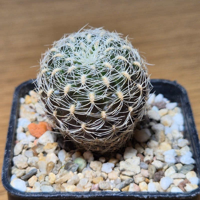 VVG13552 Sulcorebutia roberto-vasquezii , seedling - Image 2