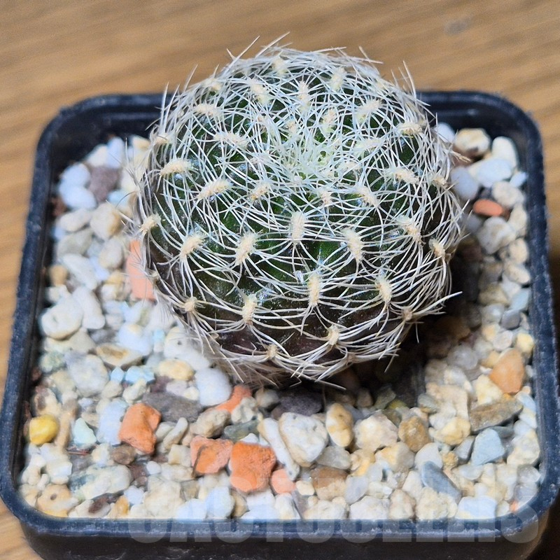 VVG13552 Sulcorebutia roberto-vasquezii , seedling - Image 3