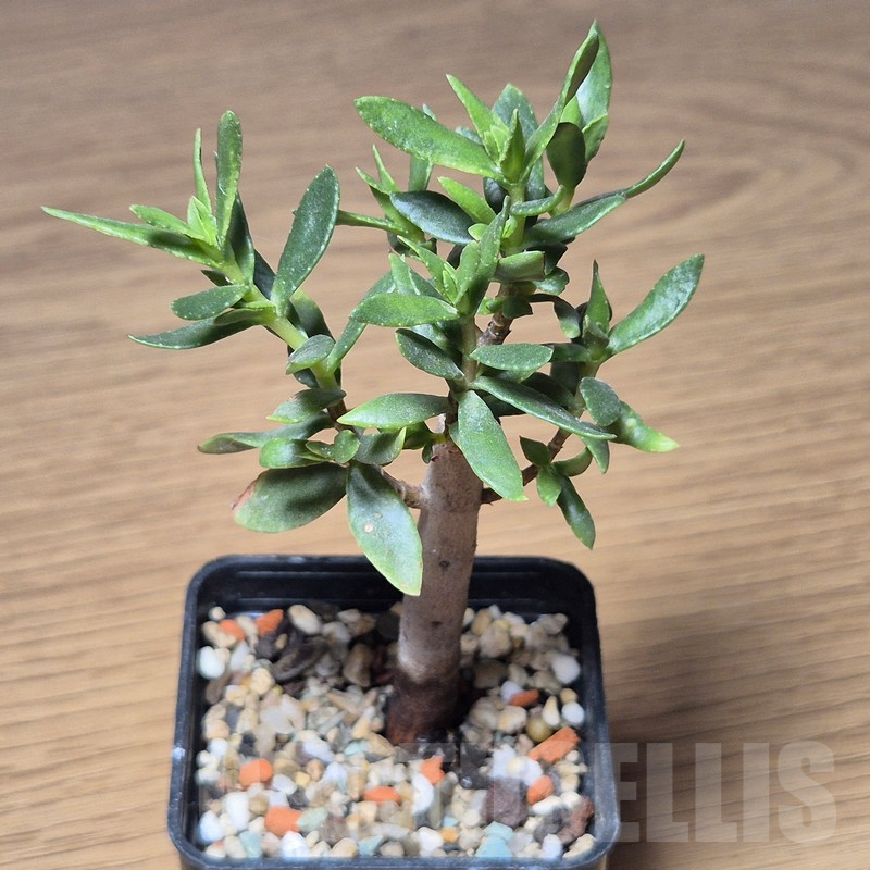 VVG13553 Crassula sarcocaulis