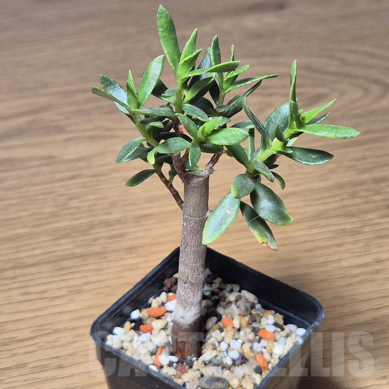 VVG13553 Crassula sarcocaulis - immagine 2