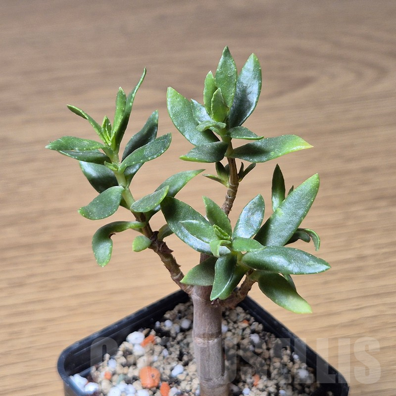 VVG13554 Crassula sarcocaulis