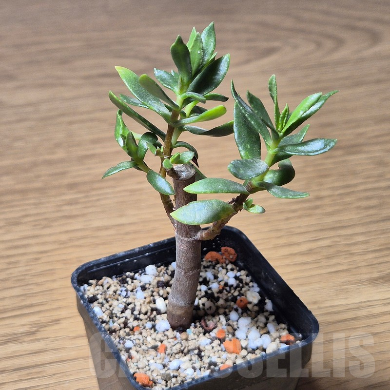 VVG13554 Crassula sarcocaulis - immagine 2