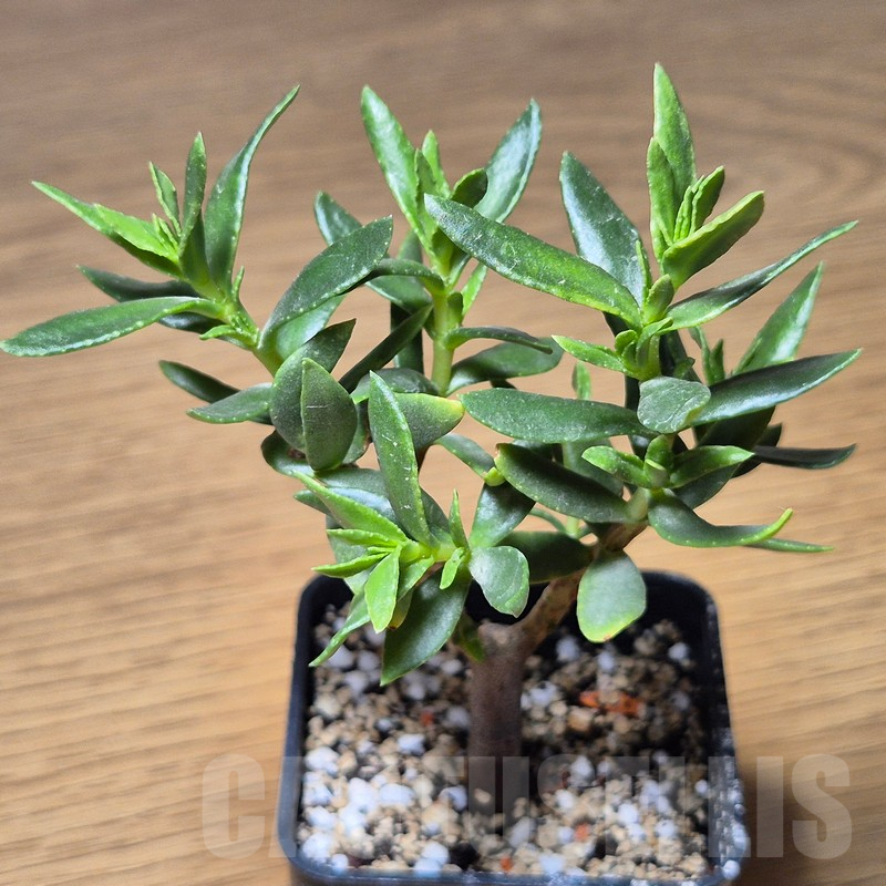 VVG13555 Crassula sarcocaulis