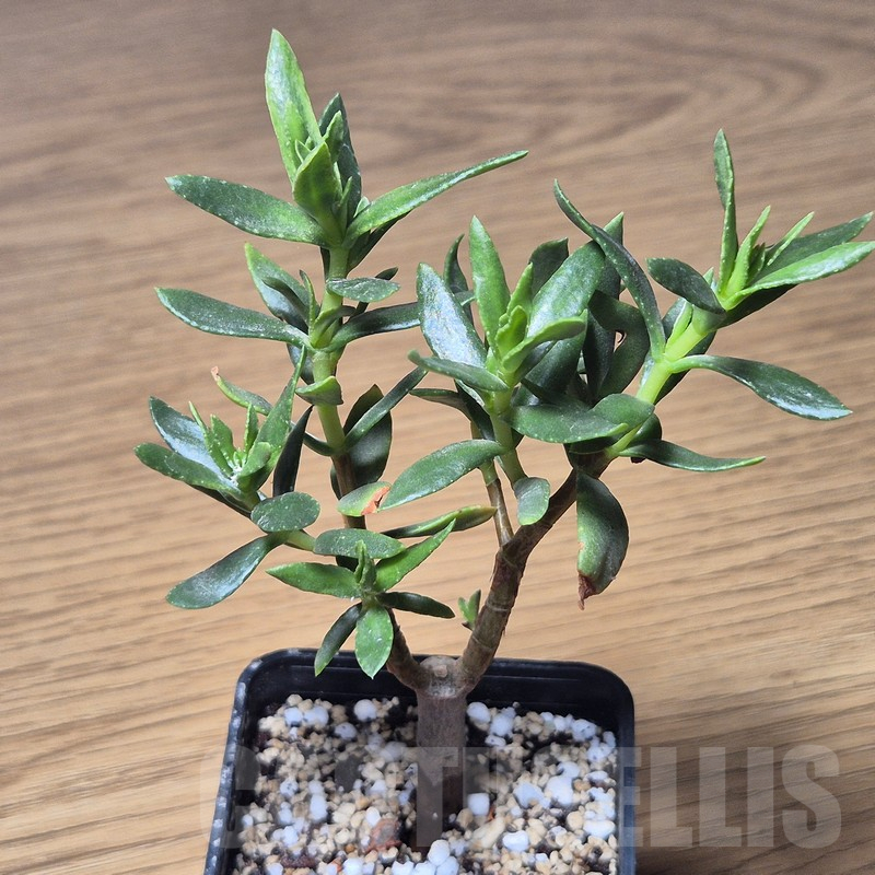 VVG13555 Crassula sarcocaulis - immagine 2