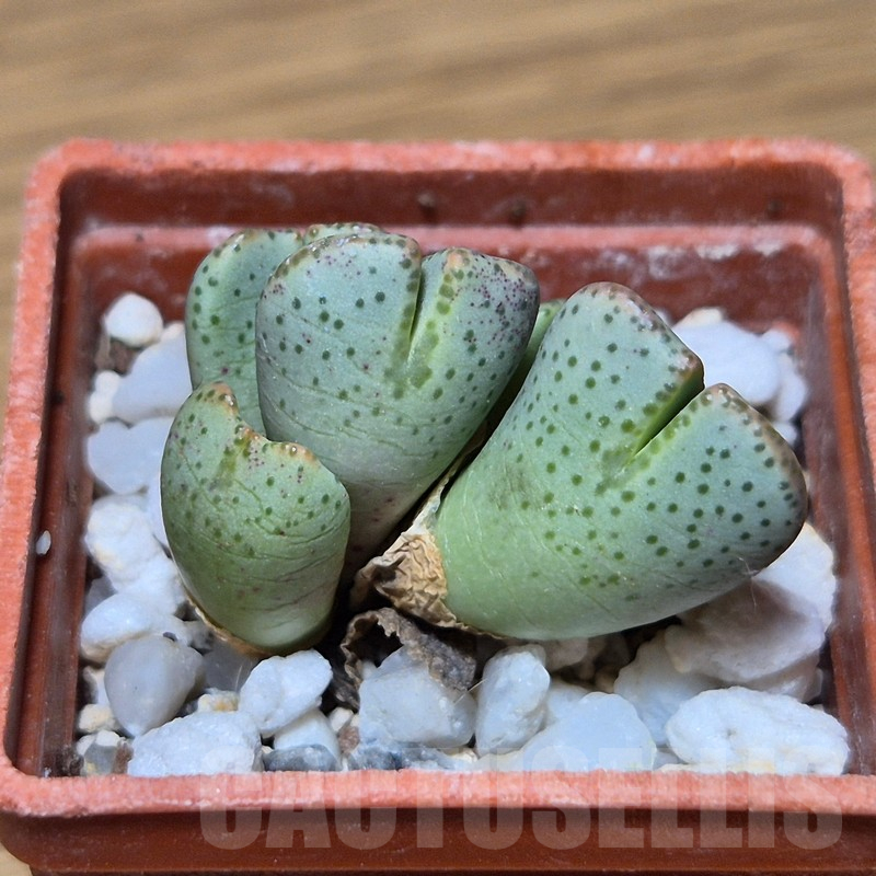 VVG13556 Conophytum taylorianum ssp. ernianum - Image 2